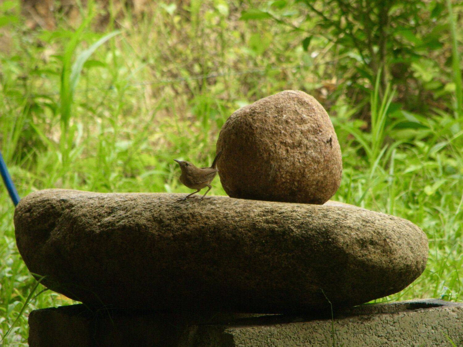 Cucarachero