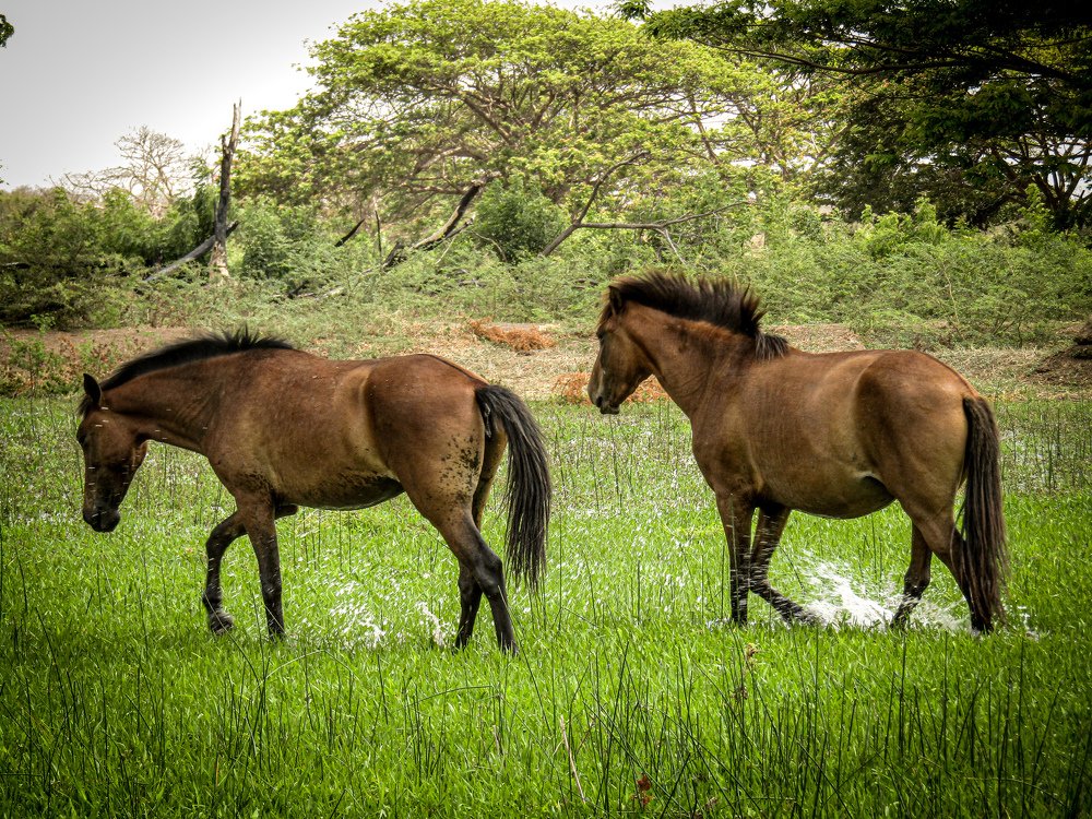 Photo #4580883