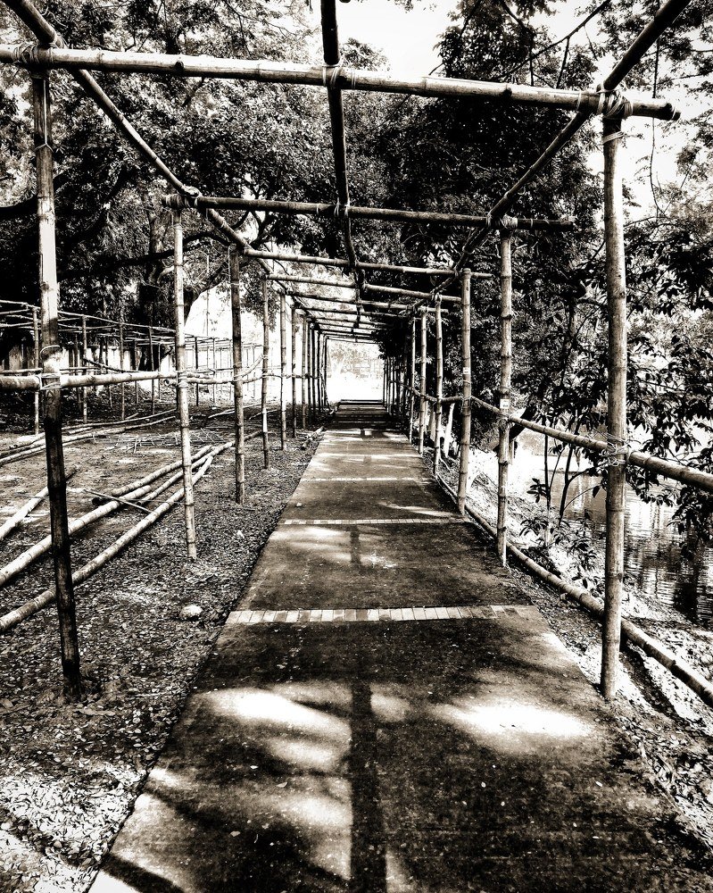 Photograph by Md Tohidur Rahman Muktadir