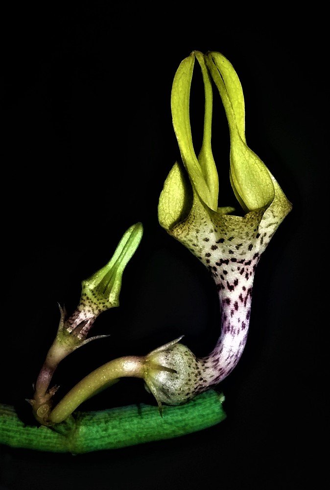 CEROPEGIA JUNCEA
