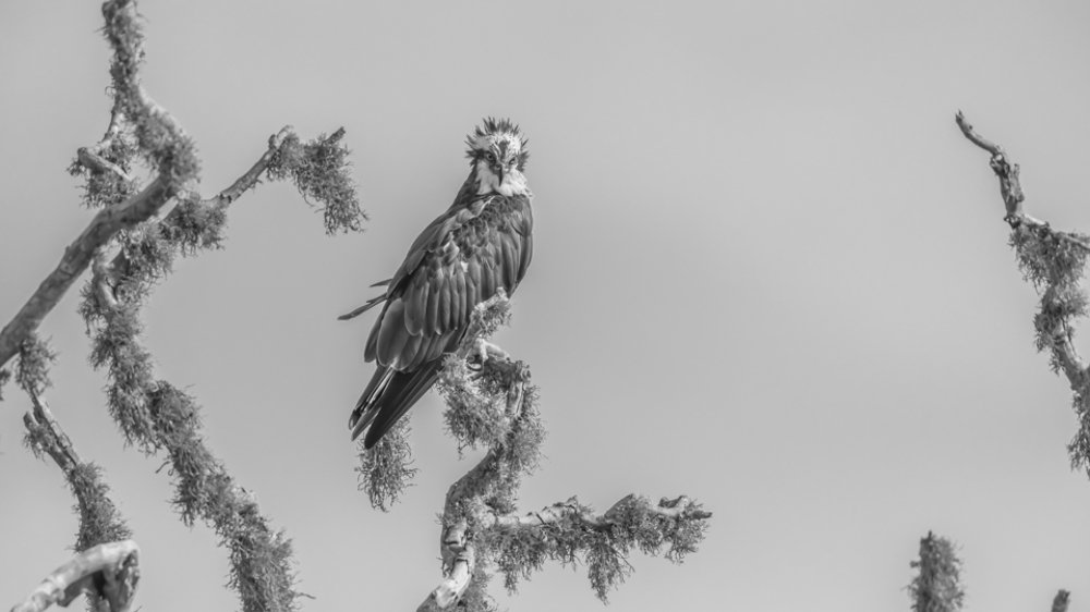 Lord of the fortress