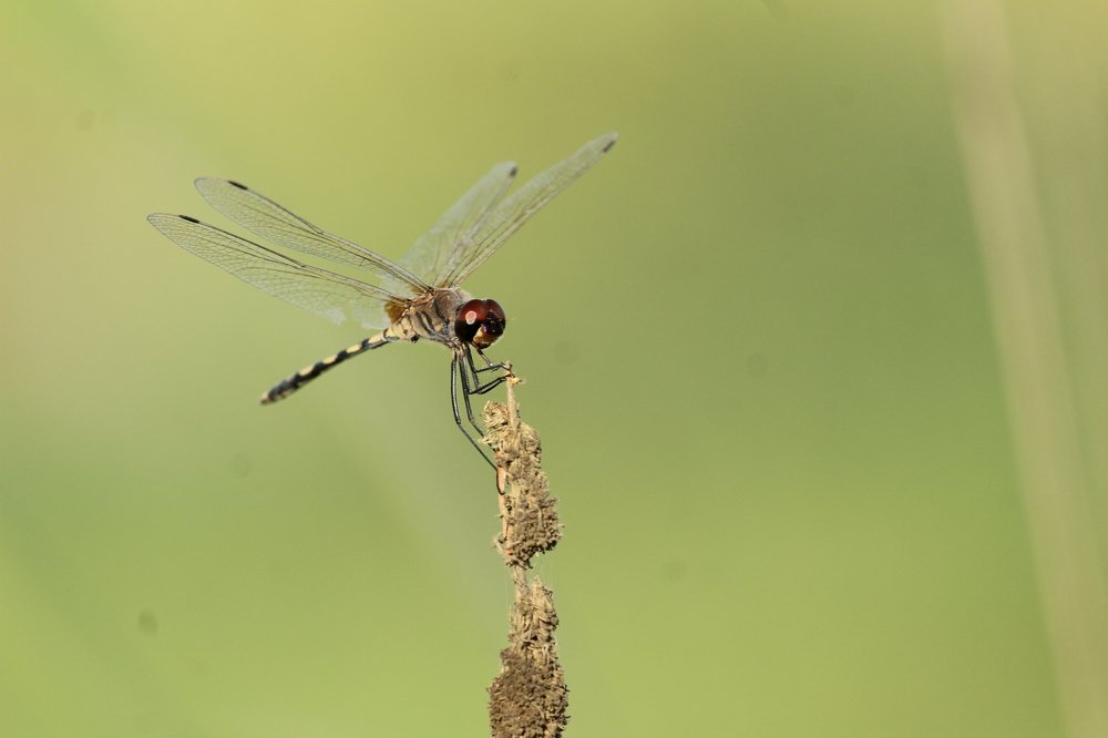 Photograph by Sharad vadoliya