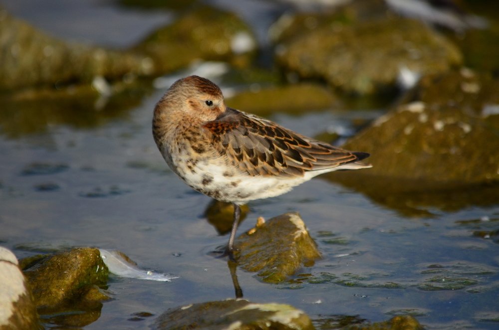 Photograph by Юрий Курынов