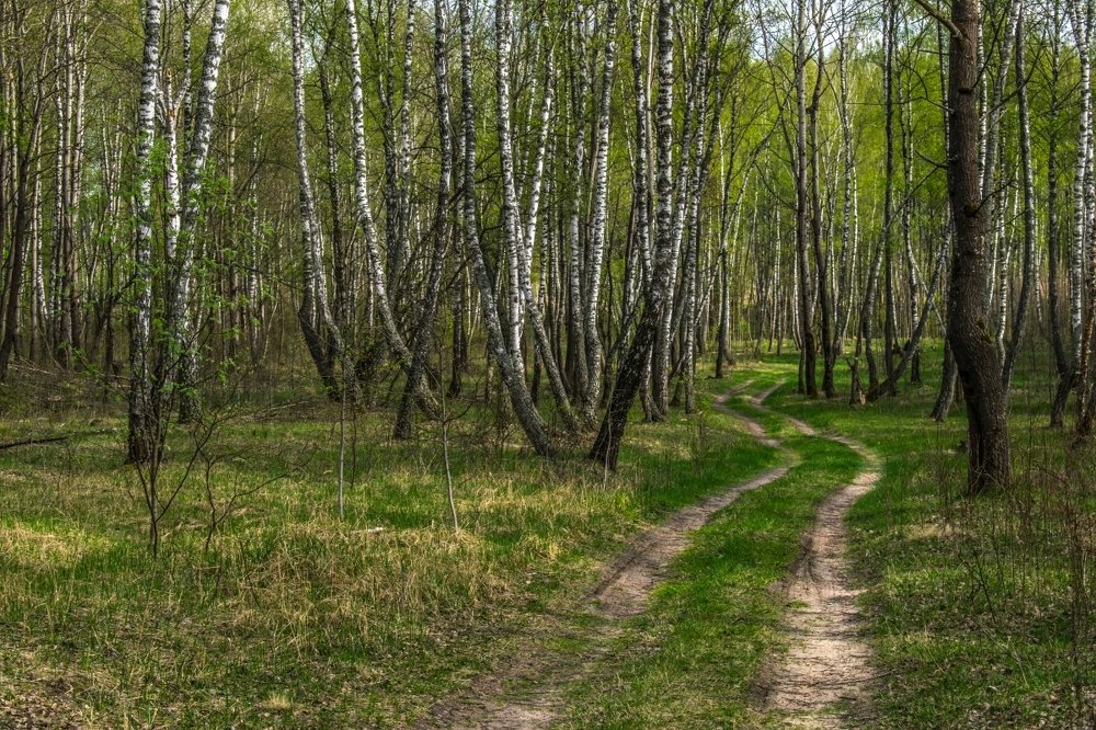 По лесной дорожке
