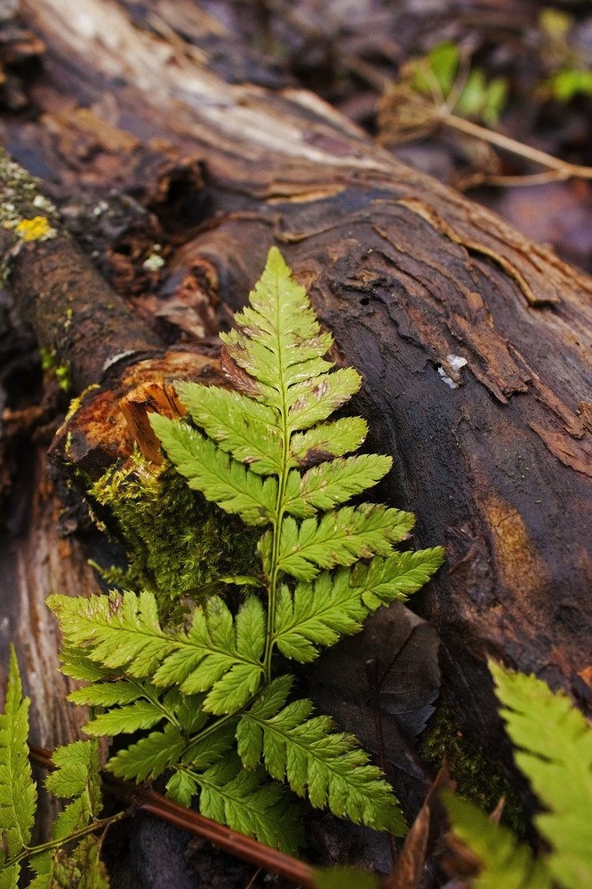 Photograph by Вероника Ратникова