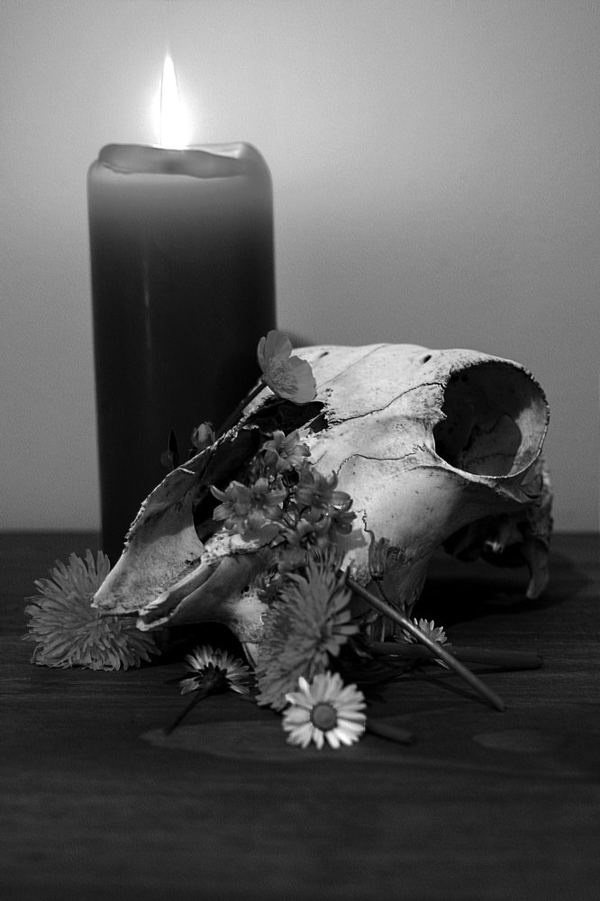 Photograph by Patricia Dodd