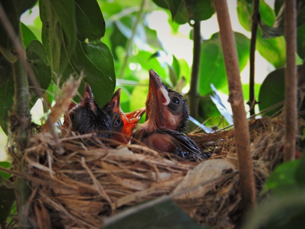 Photograph by PIYALI ADHIKARY