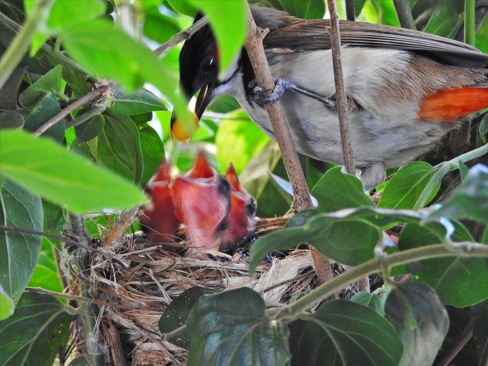 Photograph by PIYALI ADHIKARY