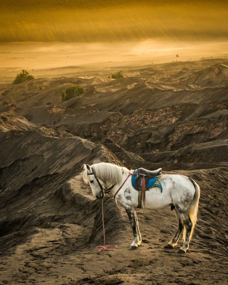 Bromo Horse