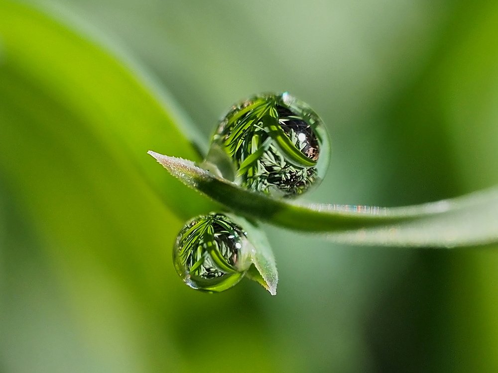 Две росинки на травинках