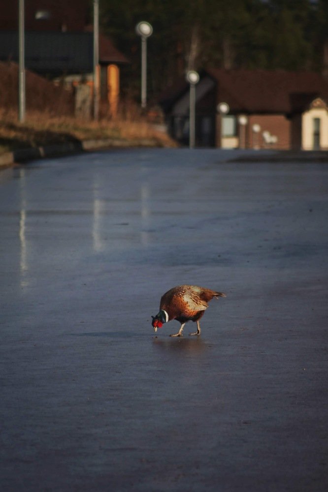 Photograph by Елена Хорошильцева