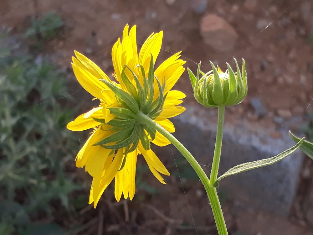 Photograph by Younas Muhammad