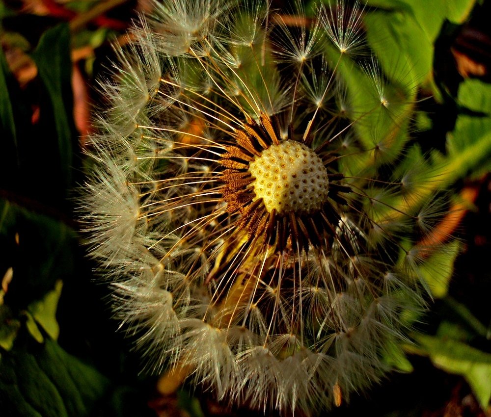 Отцветает одуванчик