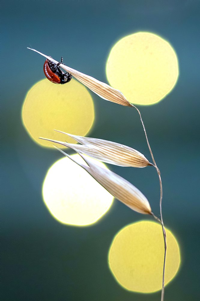 Фотография автора Farshid Ghasemian