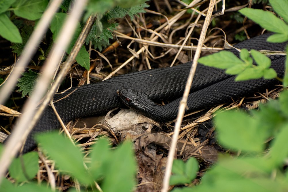 Photograph by Александр Клочков