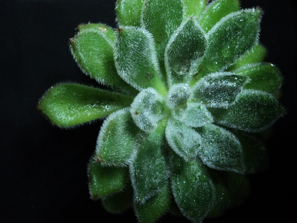 Photo #4582926