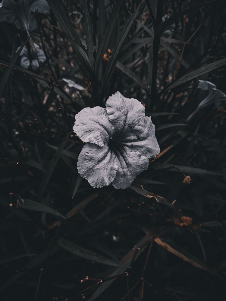 MOBILE PHOTOGRAPHY
