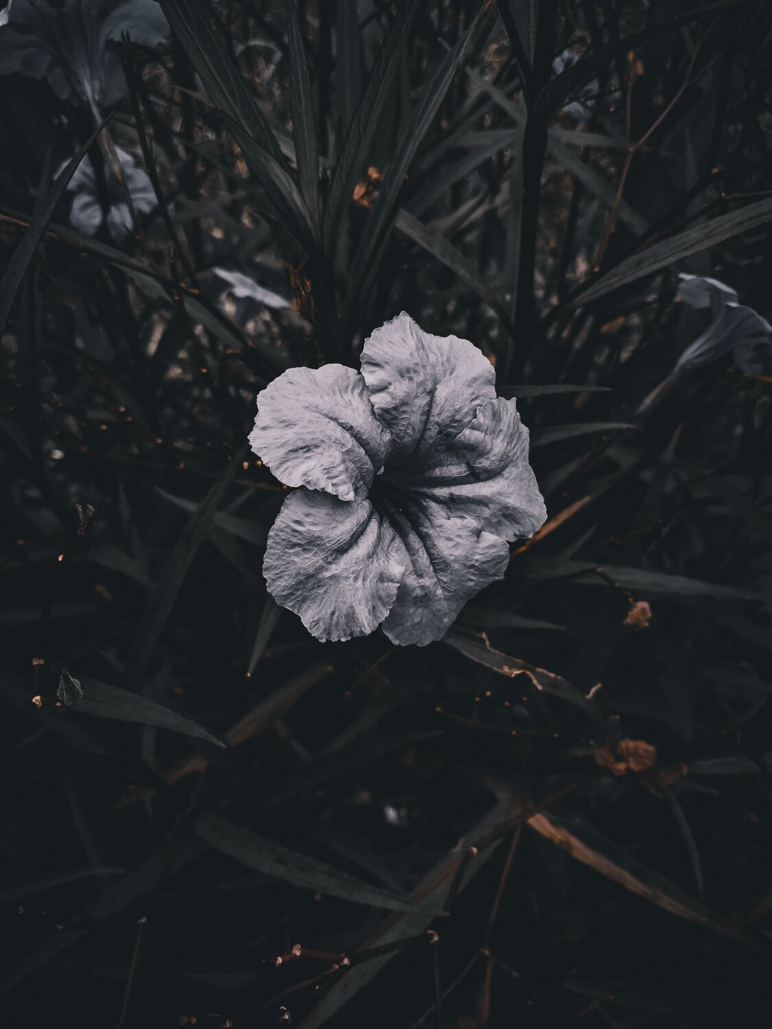 MOBILE PHOTOGRAPHY