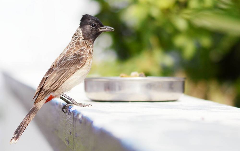 Photograph by Prabhu Viswanathan