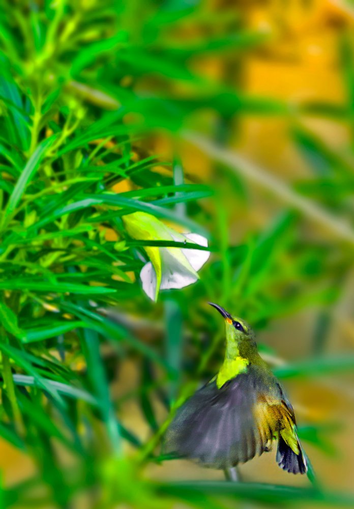 Photograph by Sayan Banerjee