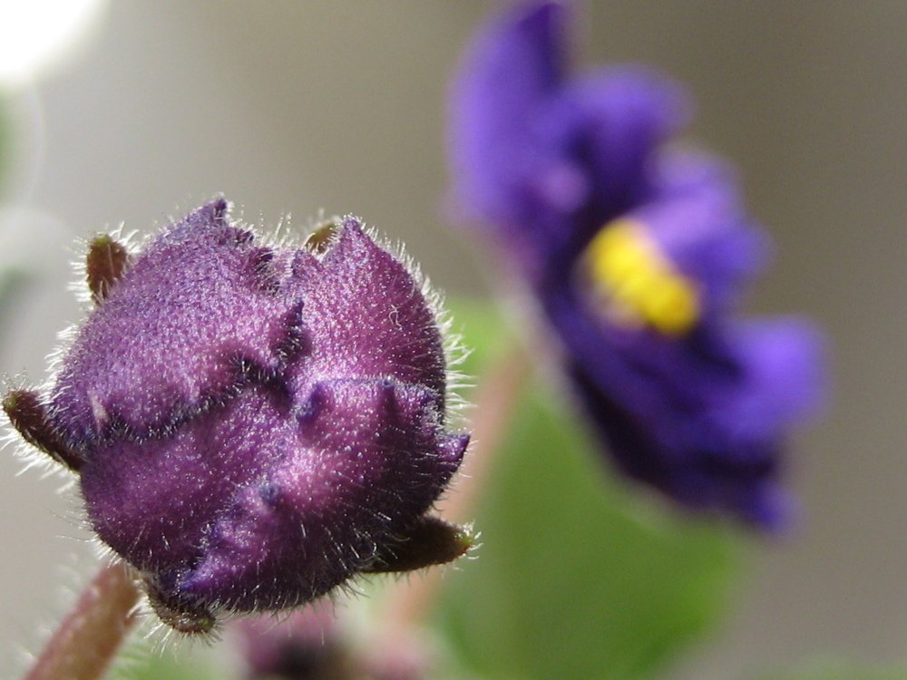 Photo #4583281