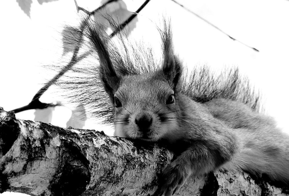 Photograph by Николай Диордиев