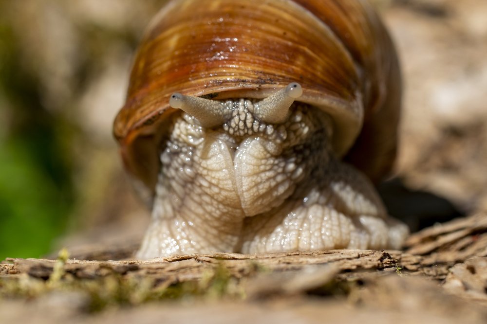 A closeup of a snail in a shell on a wood in a park with grass on the blurry background