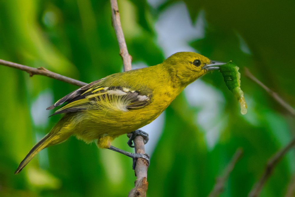 Common Iora
