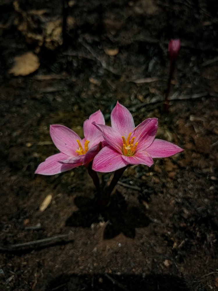 Photo #4583956