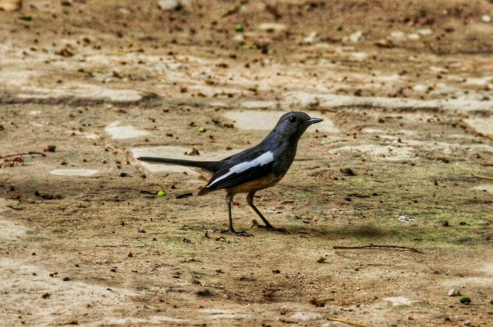 Oriental magpie robin
