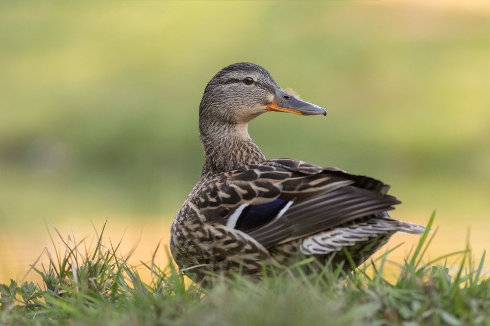 Mallard portraiture.