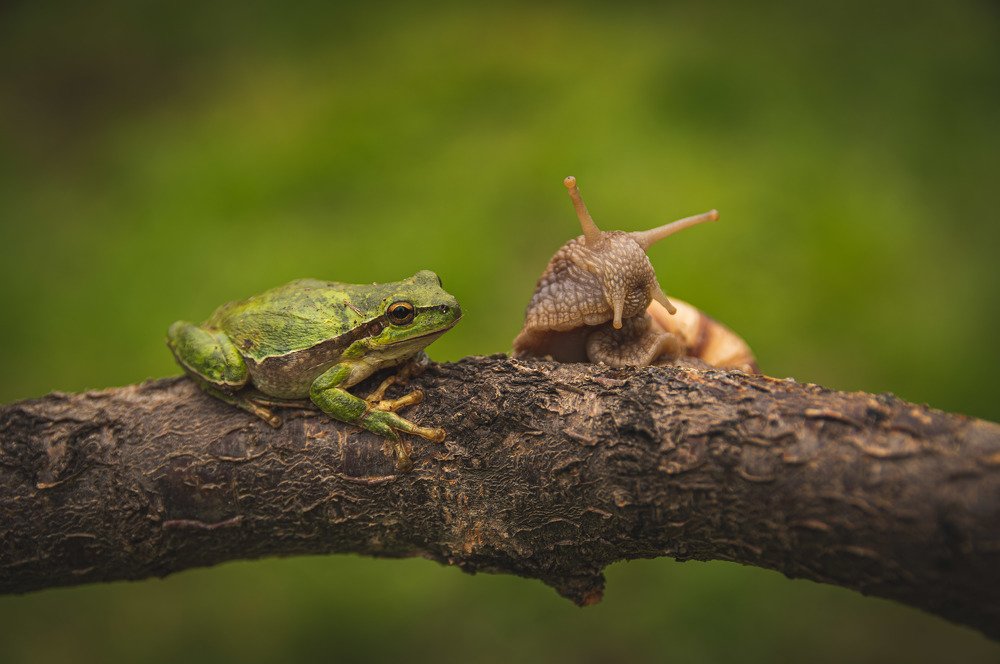 Frog and Snail