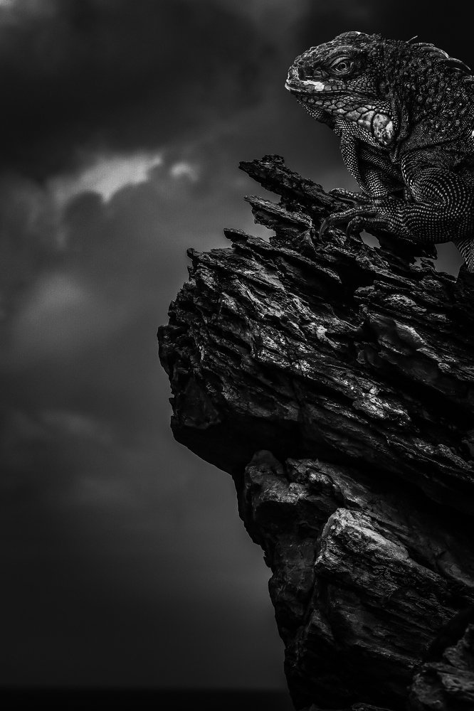 Photograph by Naghi Mircea