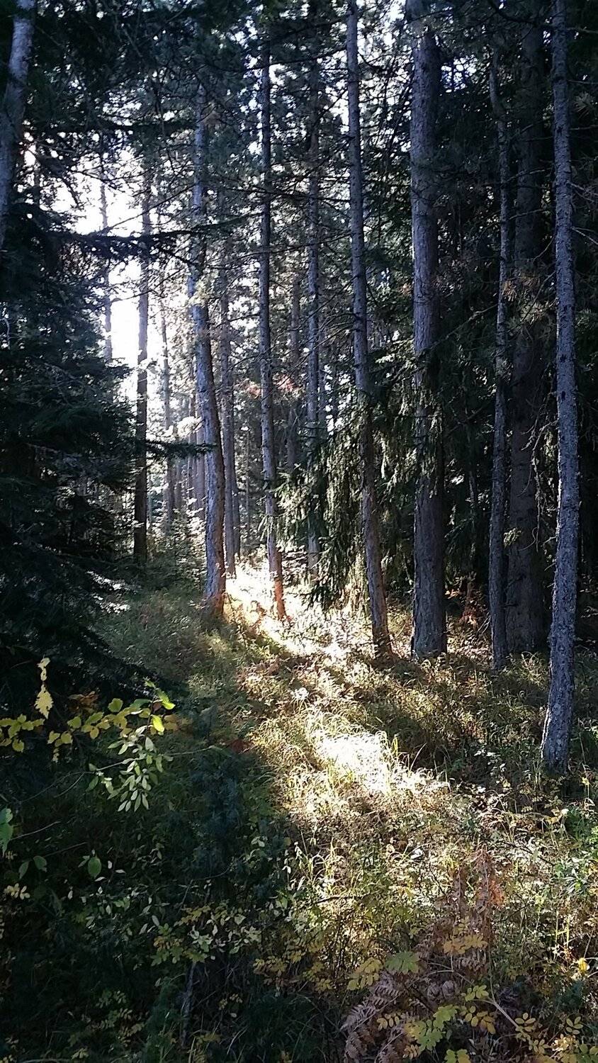 Photo #4584648