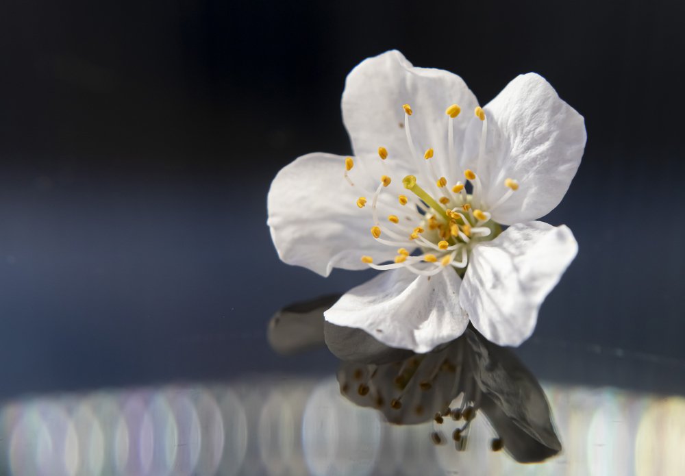 Photograph by Светлана Сякки