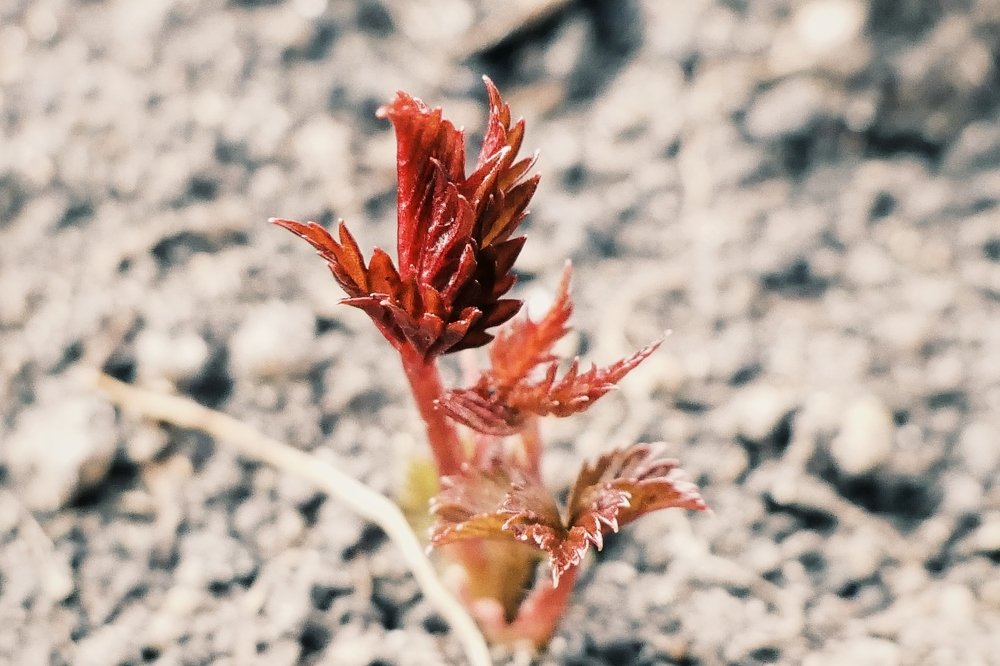 Фотография автора Иван Вдовин