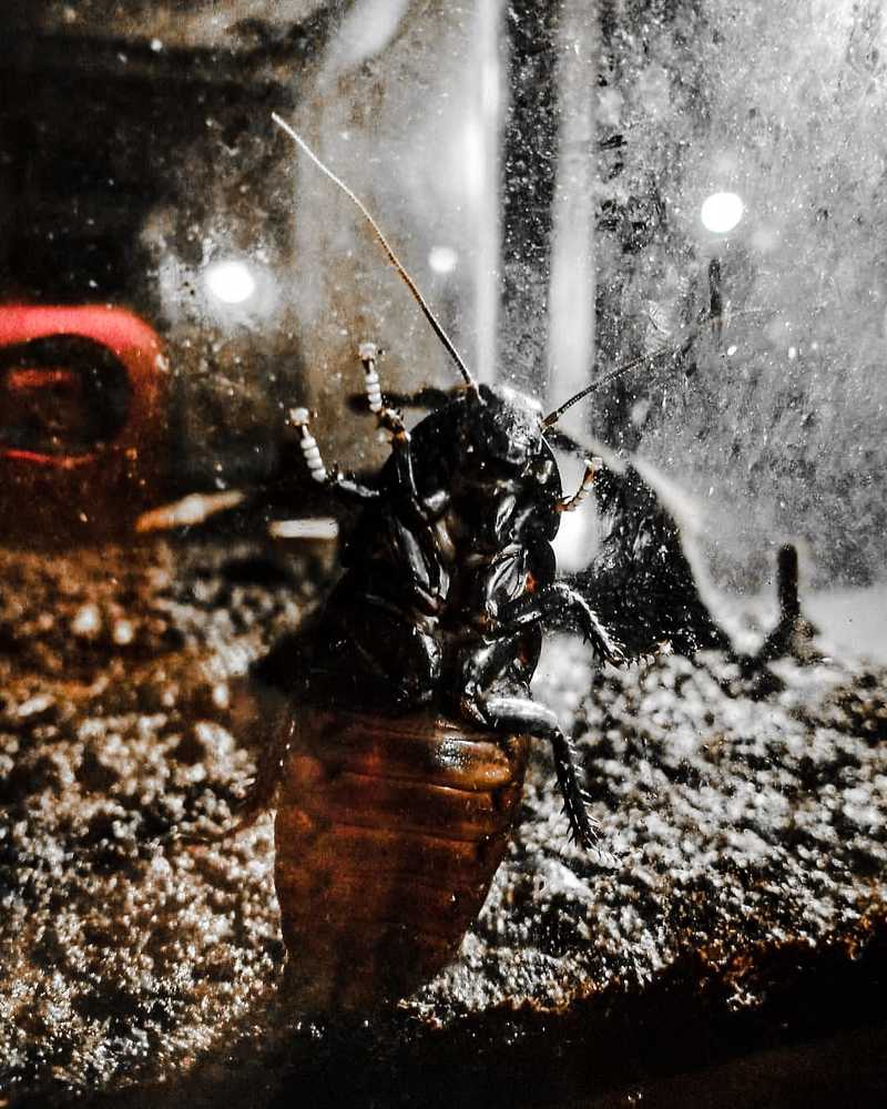Antonio, the cockroach