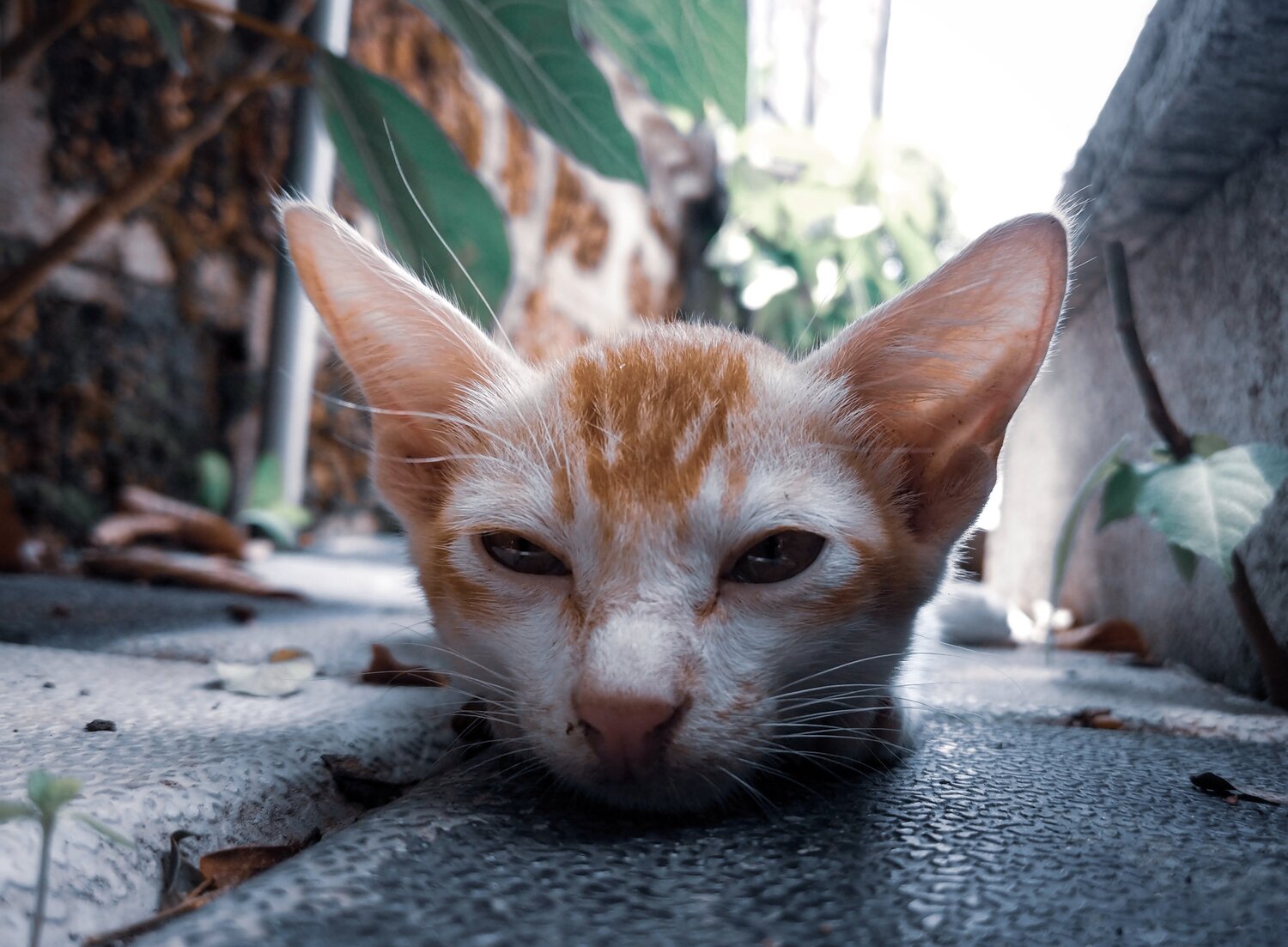 Photo #4585135