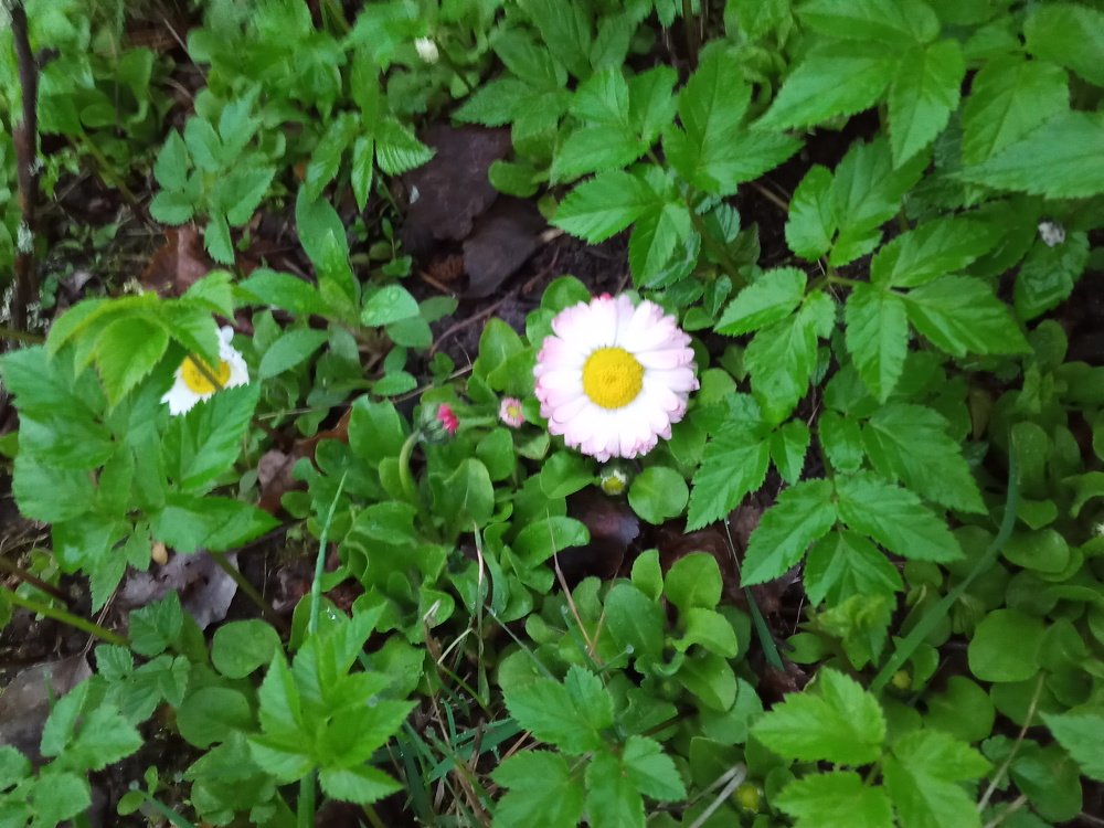 Photo #4585142