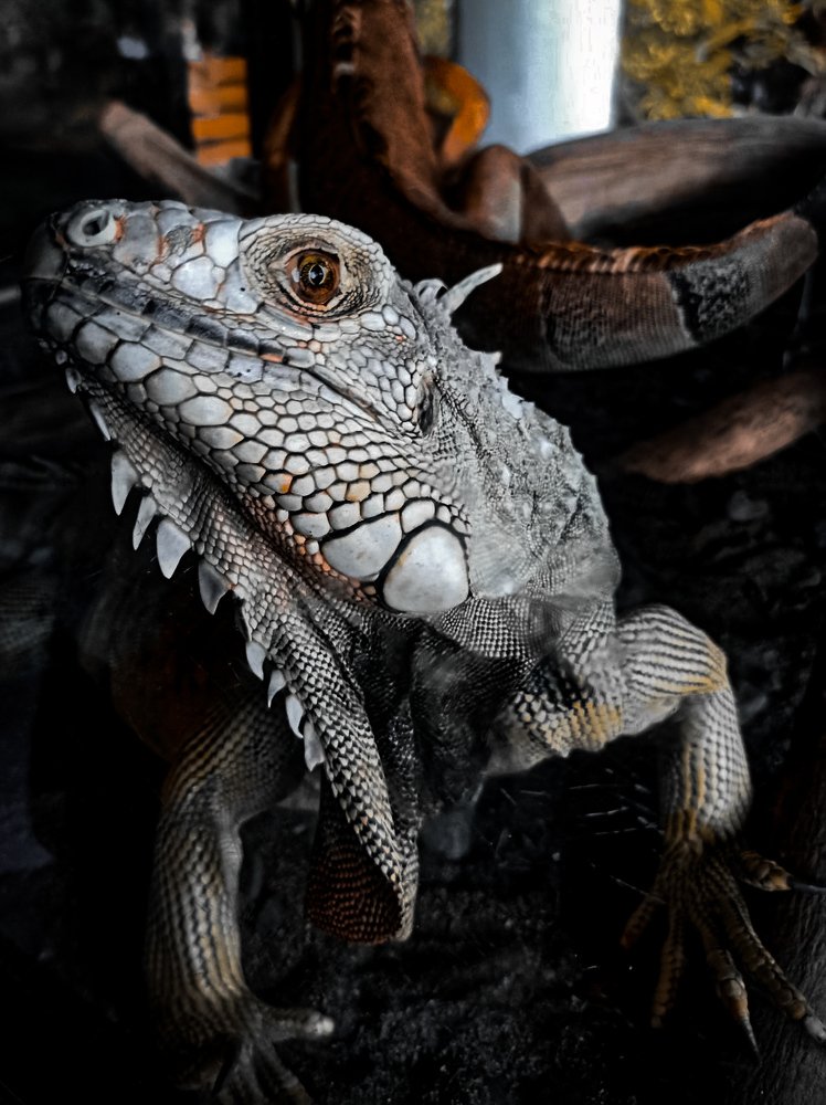 Iguana