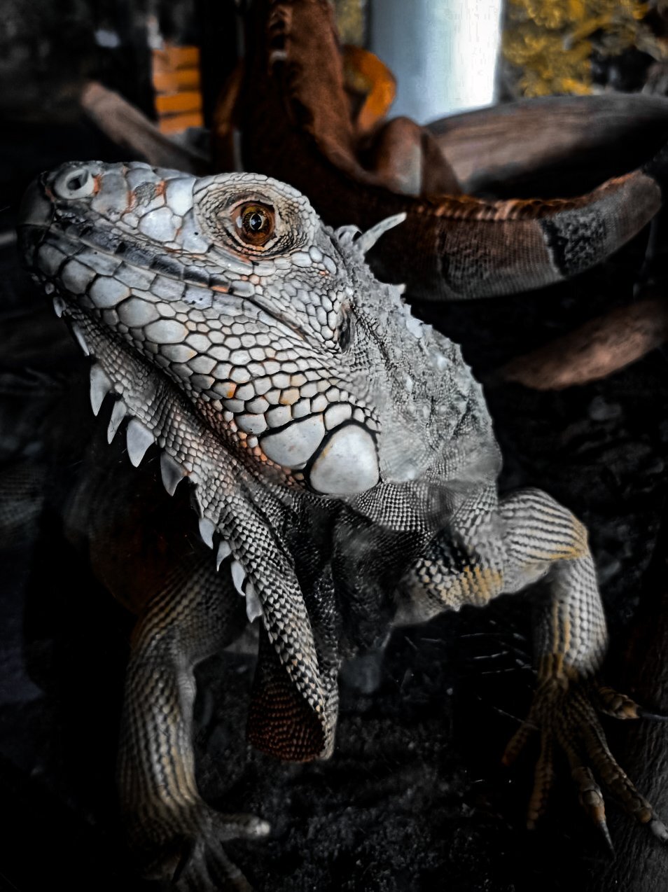 Iguana