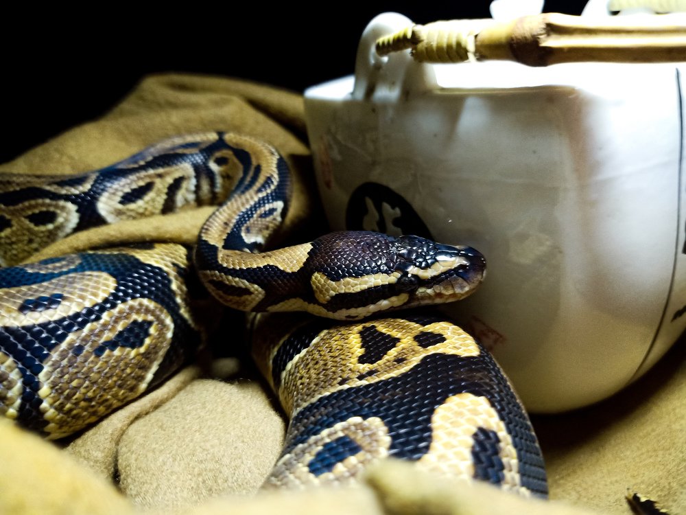 Viper the phyton