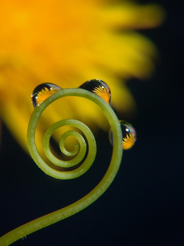 Photograph by Лилия