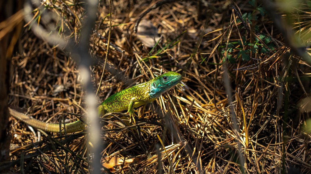 Photograph by Jakub Michálek