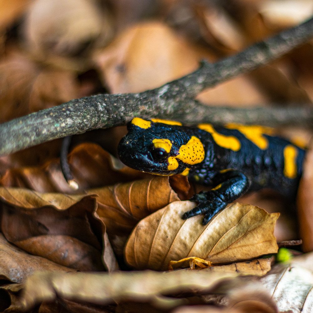 Photograph by Jakub Michálek