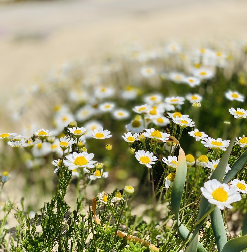 Photograph by Olga Pereira