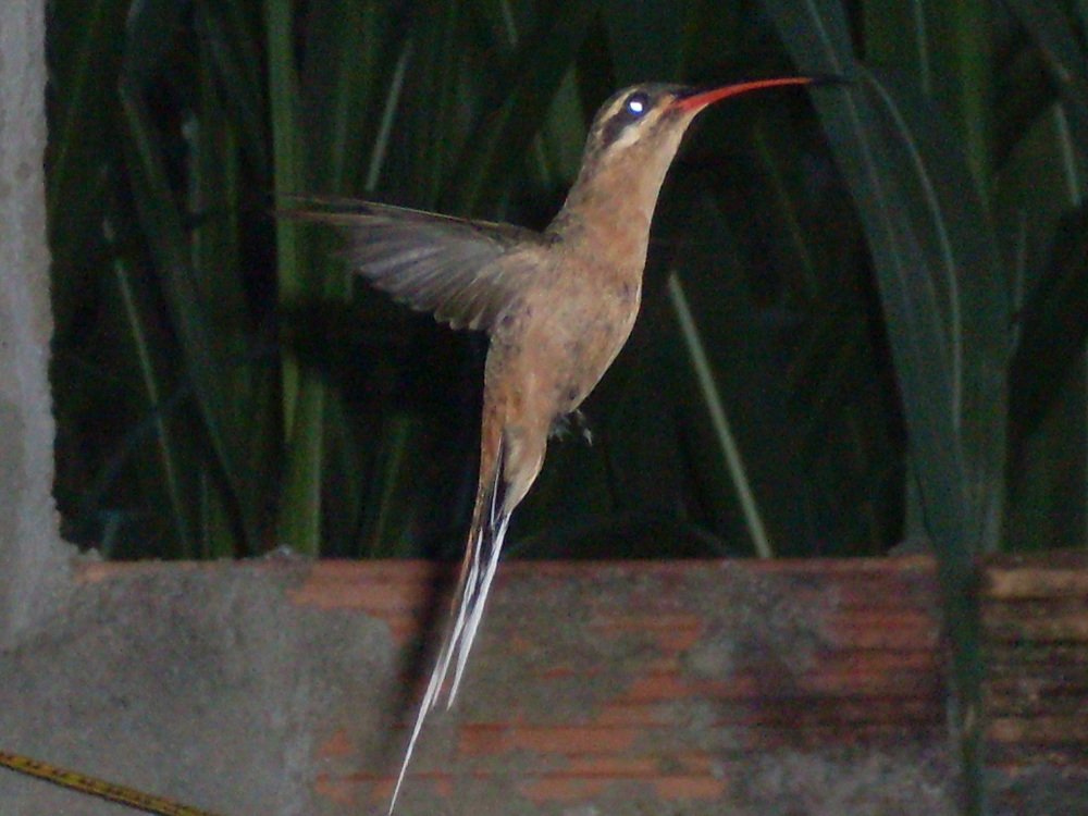 Photograph by Vasco Manuel Viana de Freitas Corujo
