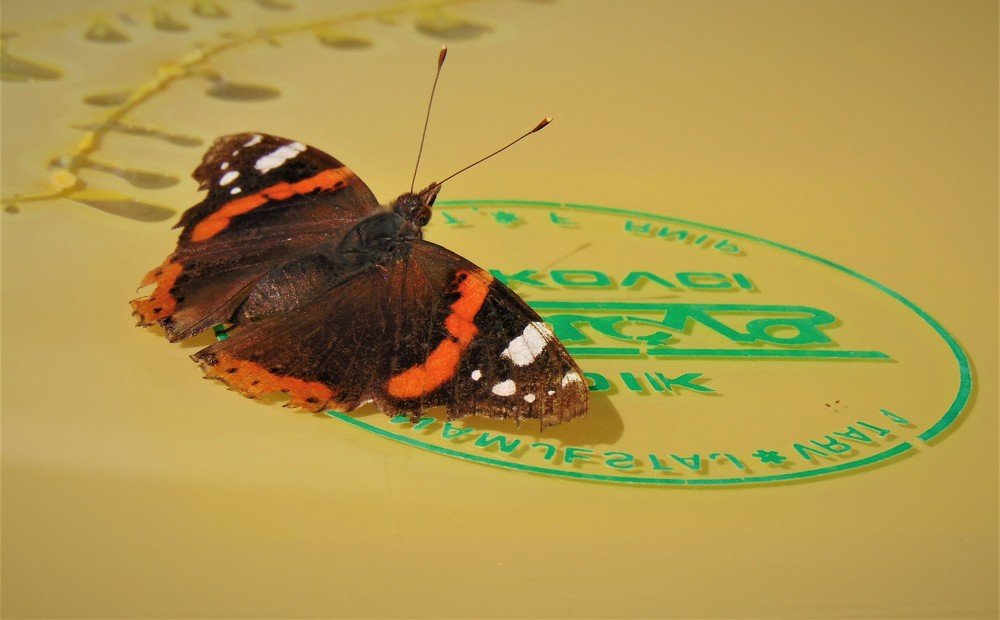 Photograph by Zdravko Ponorac