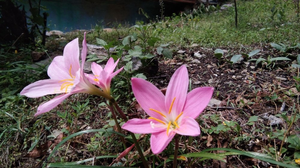beauty of flower