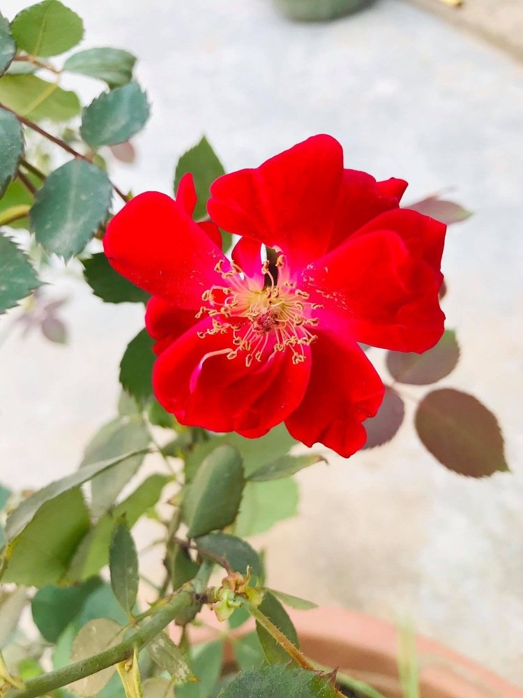 Red rose